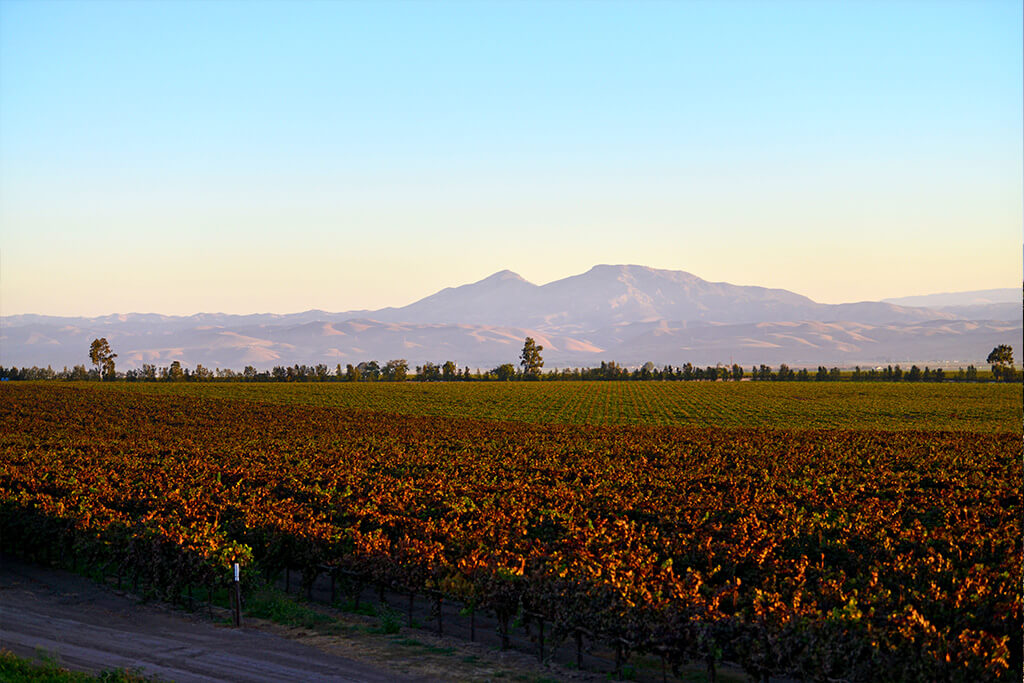 Scheid vineyard with mountains in the background