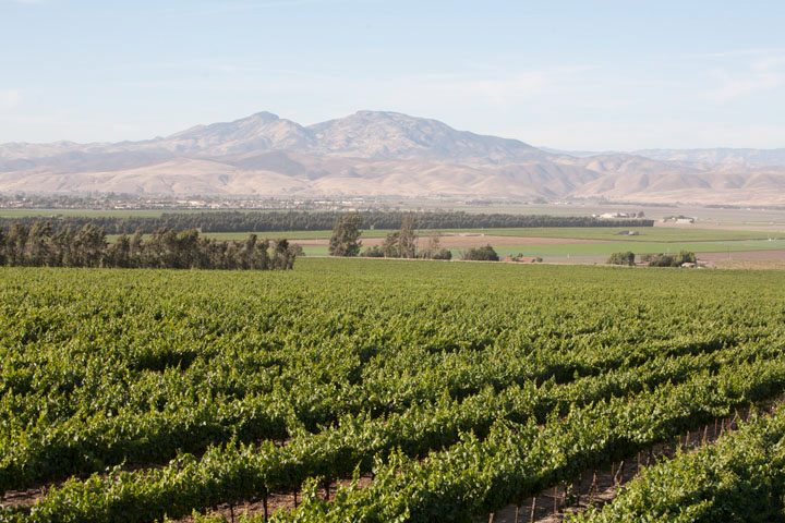 Scheid vineyard in Monterey County