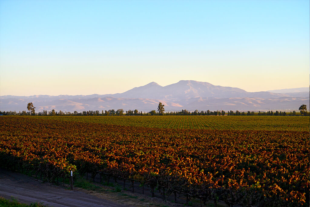 Vineyard with mountains in the background