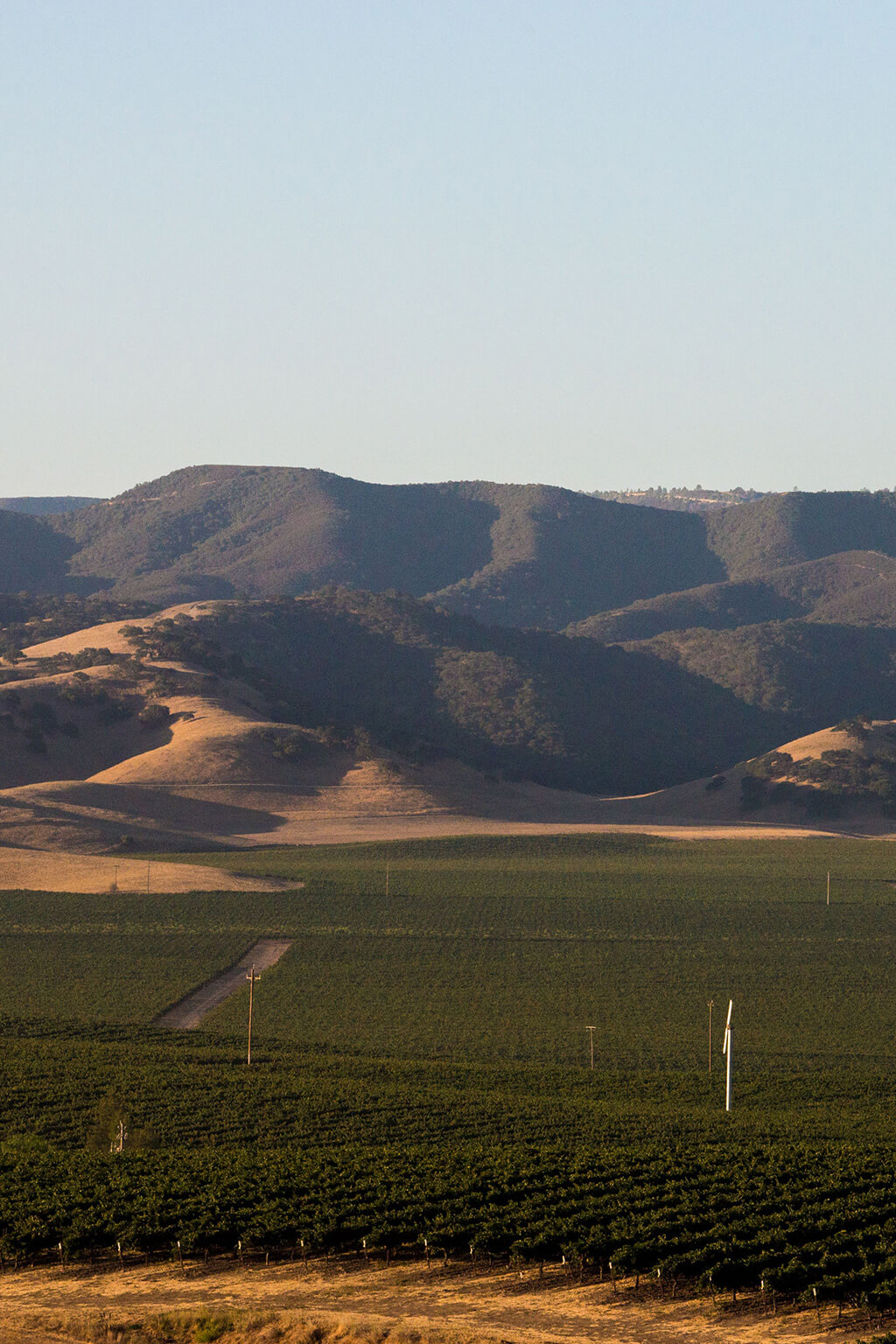 Vast vineyard photo with mountains in the distance