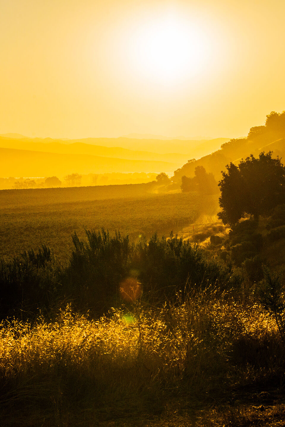 Sheid vineyards in the sun