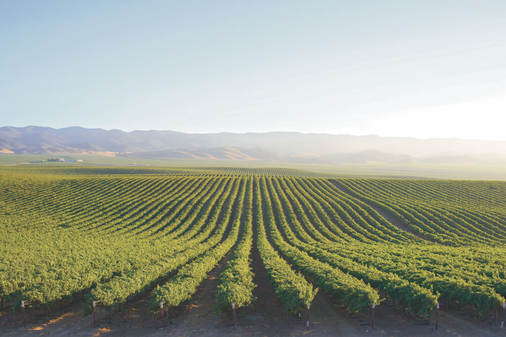 Overlooking the fields at Scheid Vineyard