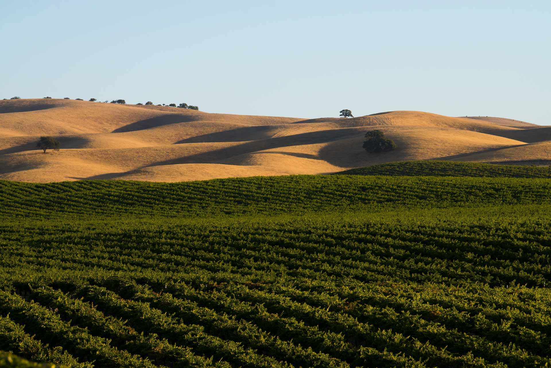 Hames Valley vineyard