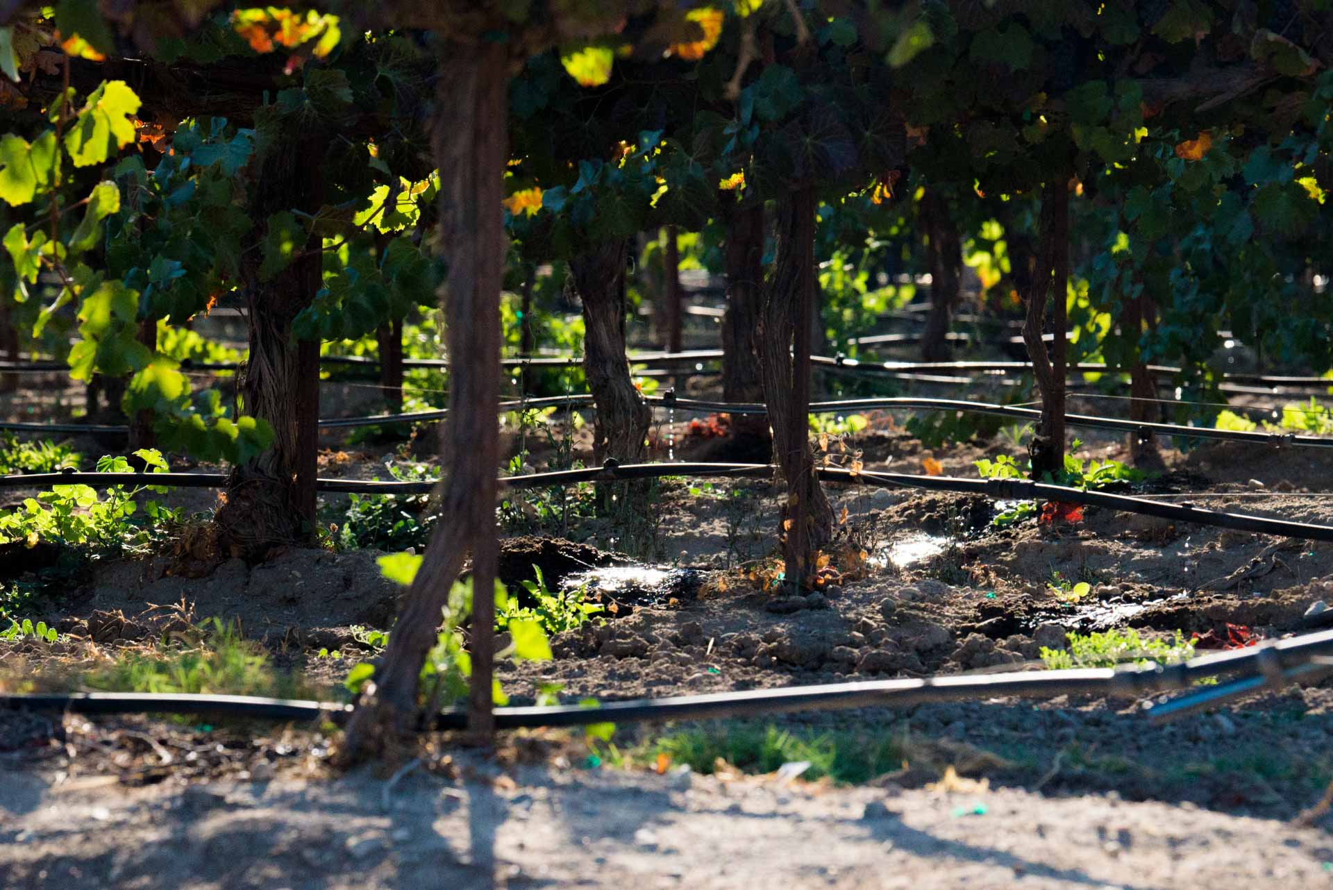 Water sprinklers at Baja Viento vineyard