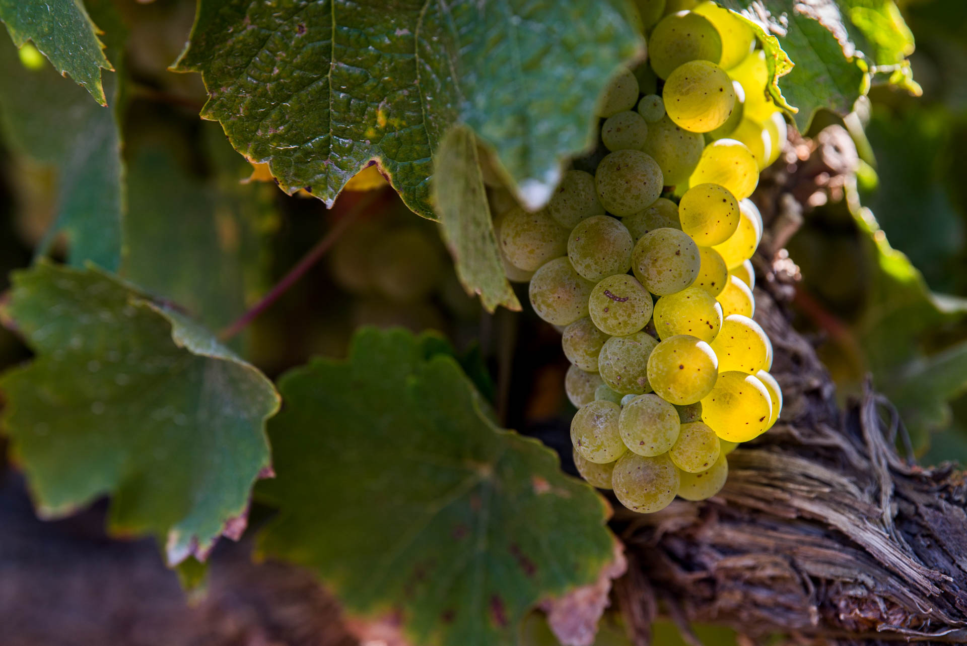 Grapes from the Hacienda vineyard