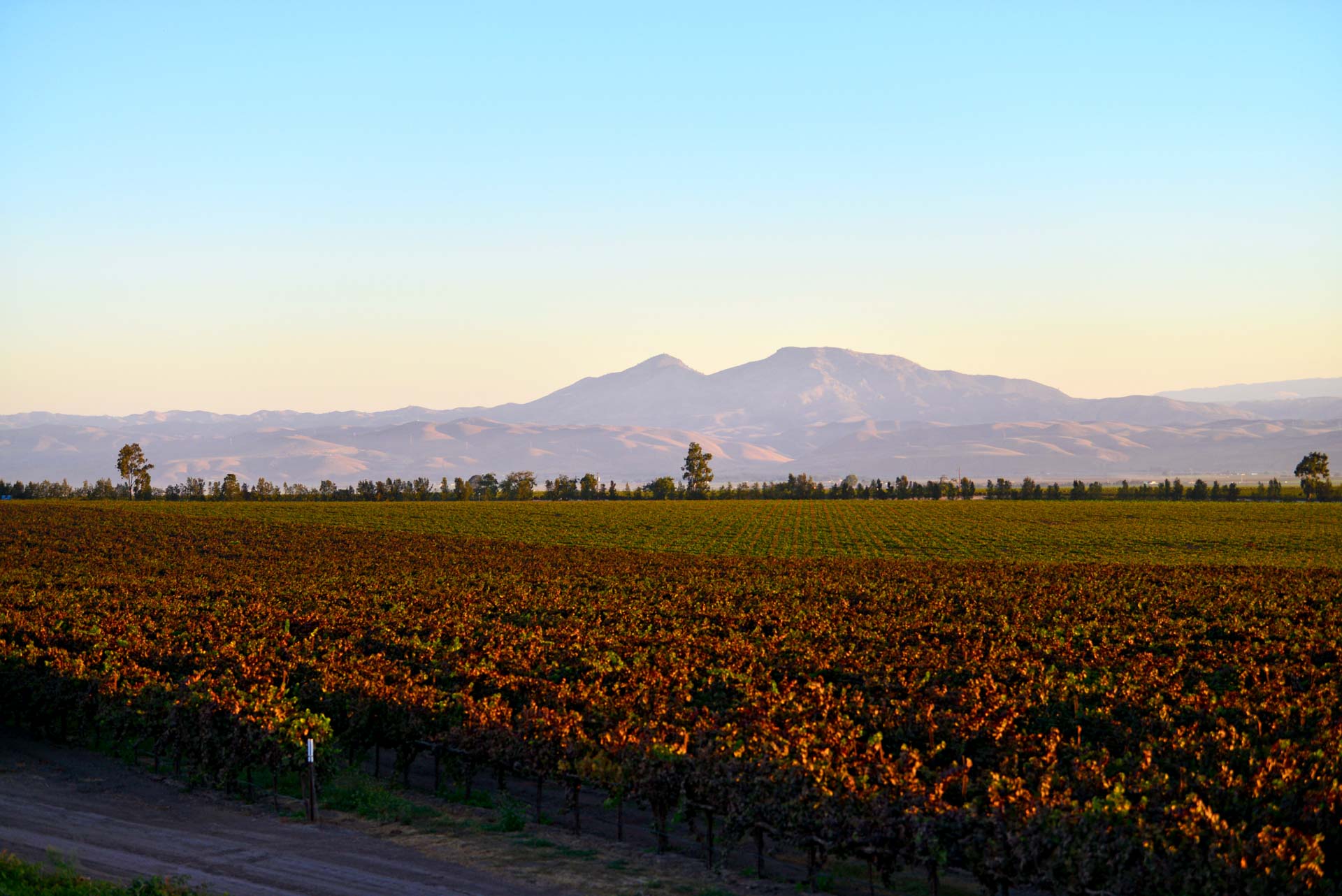 Mesa del Rio vineyard