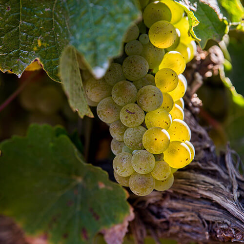Grapes from Region II vineyard