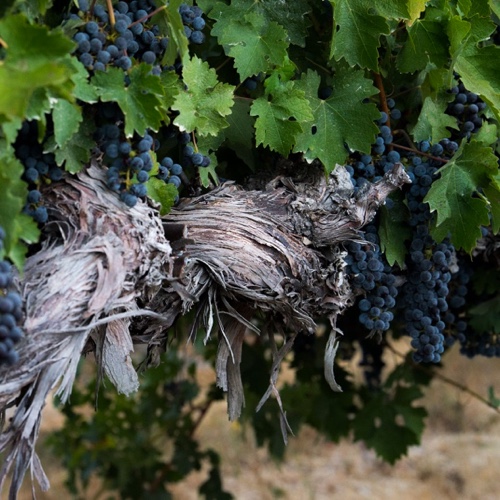 Vines with grapes