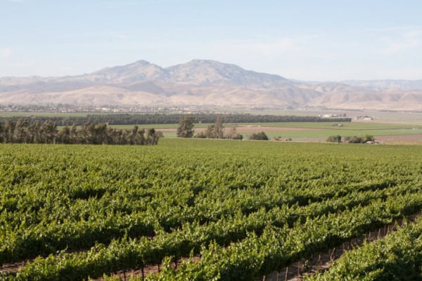 Vineyard rows at Scheid Vineyards with mountain view in the background, scenic wine country landscape.