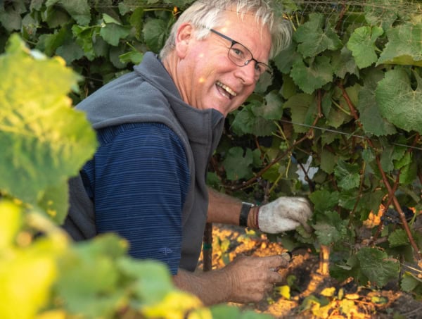 Vineyard worker harvesting grapes at Scheid Vineyards, California, for premium wine production.