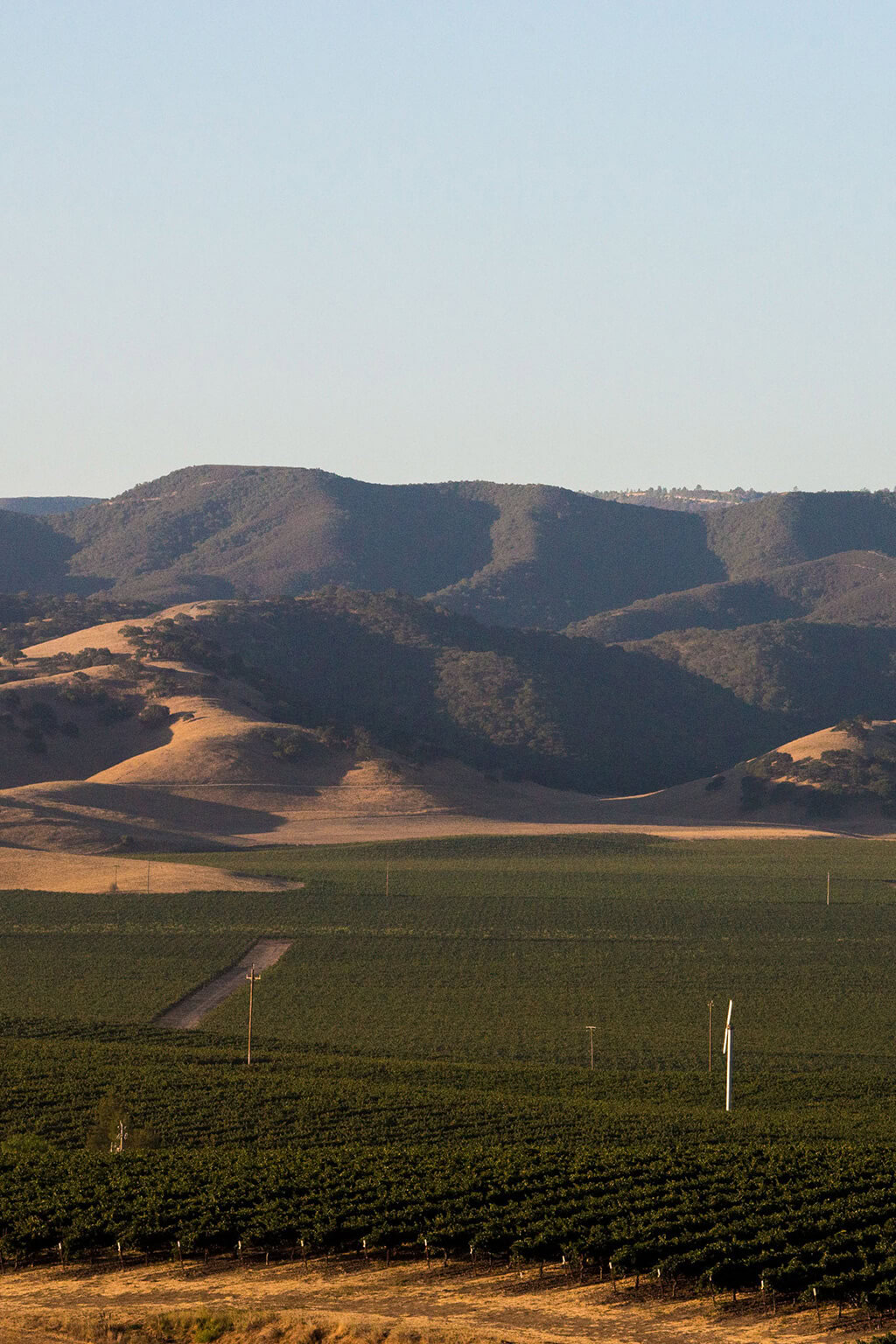 Vineyard landscape at Scheid Vineyards with rolling hills and lush grape rows, showcasing premium wine production.