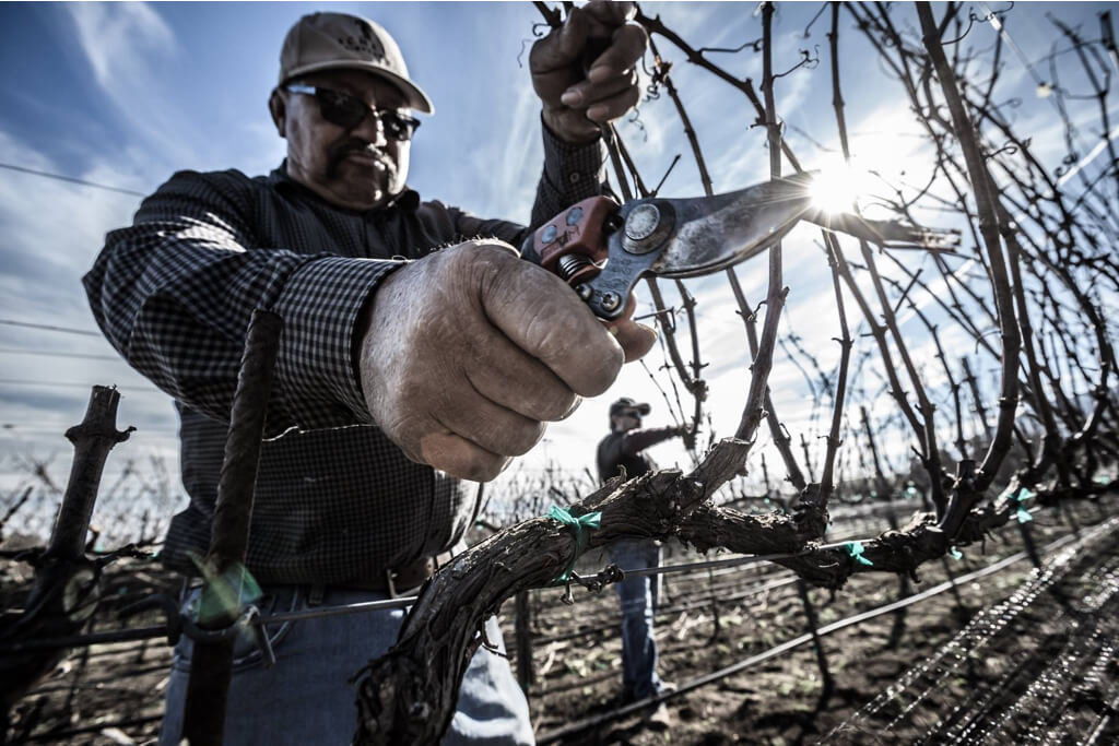 Pruning grapevines at Scheid Vineyards during winter, quality vineyard management for wine production.