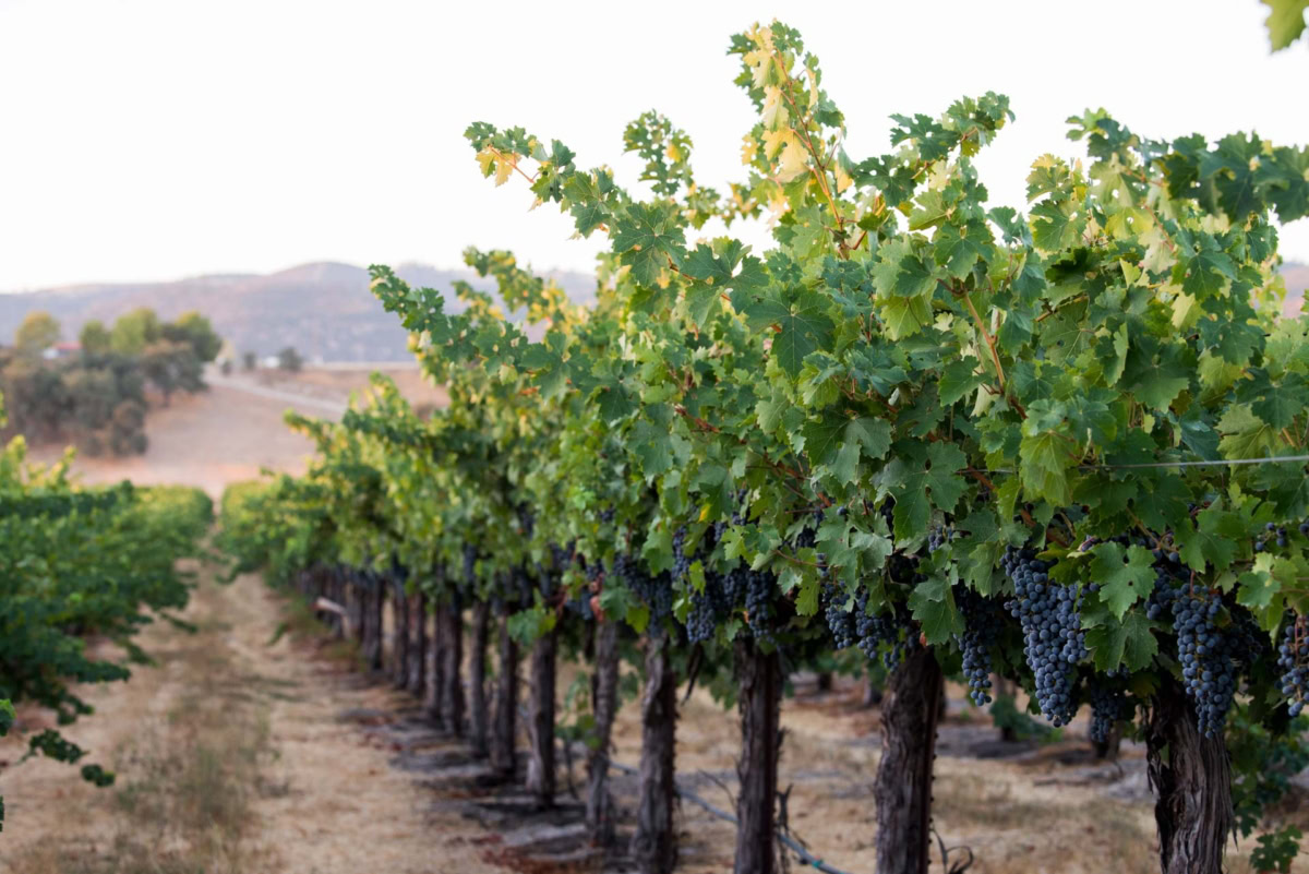 Grapevine rows in Scheid Vineyards, California wine estate, ideal for premium wine production.