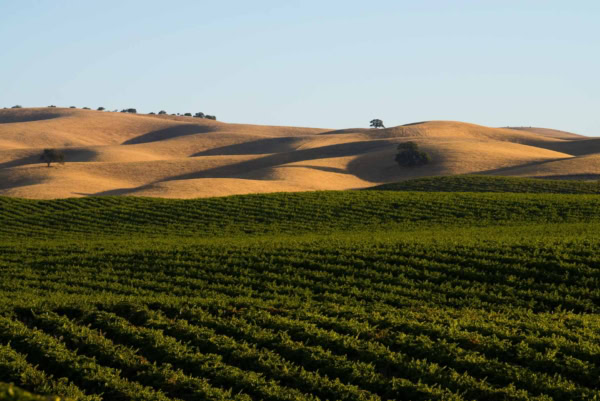 Vineyard landscape at Scheid Vineyards with rolling hills and lush green grapevines.