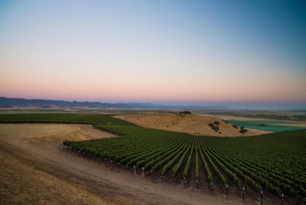 Vineyard landscape at sunset showcasing lush grapevines and rolling hills in California.