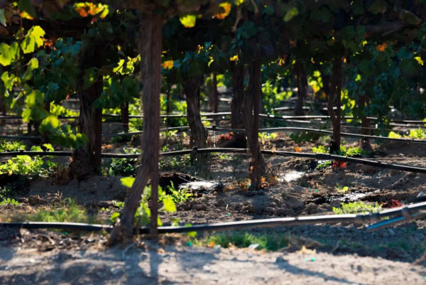 Vineyard with lush green grapevines, drip irrigation system, at Scheid Vineyards for premium wine production.