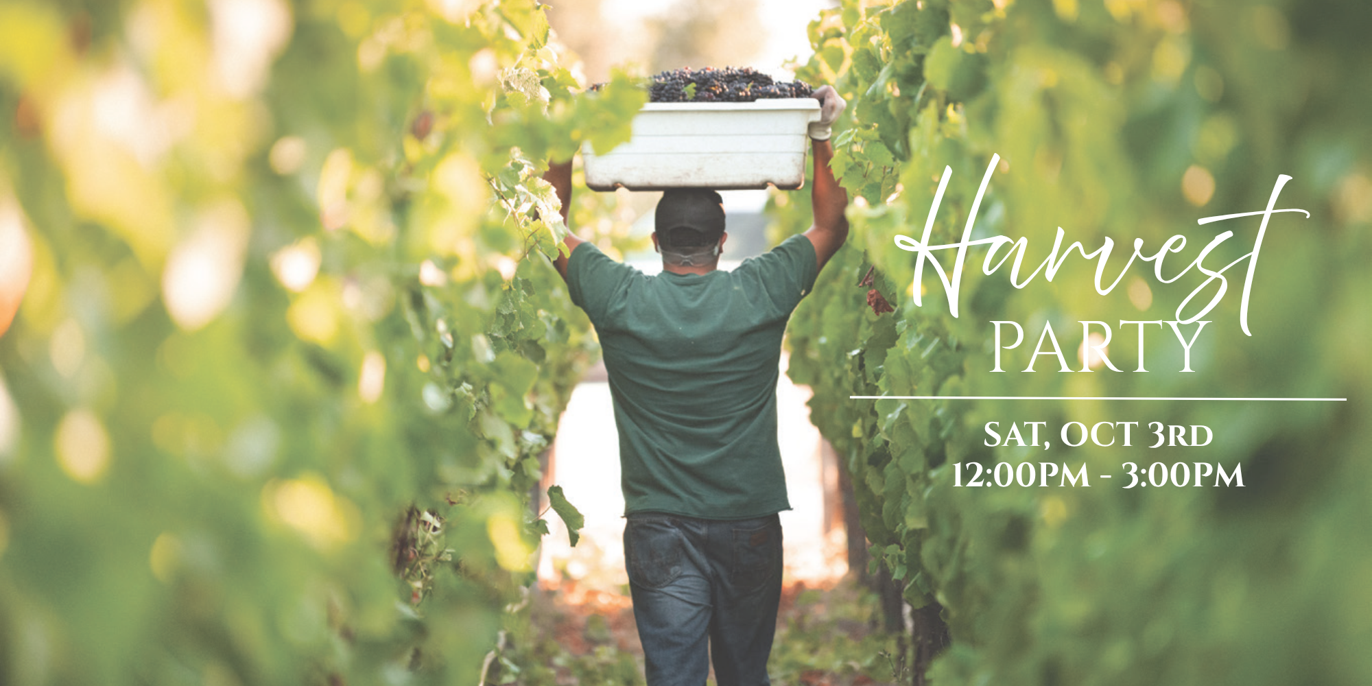 Person carrying a box through vineyard rows at Scheid Vineyards Harvest Party 2026.